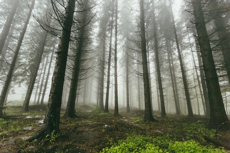 Enchanted Forest