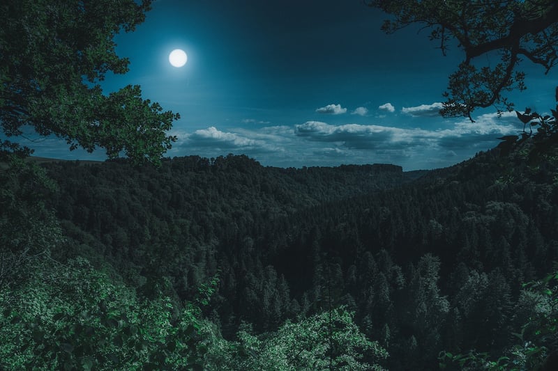 Enchanted Woods